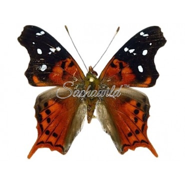 Hypanartia Kefersteinii