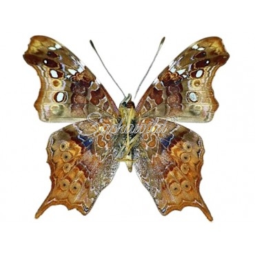 Hypanartia Kefersteinii