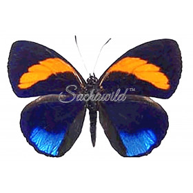 Sachawild™ insect sale e-shop offers you a great opportunity to find ...