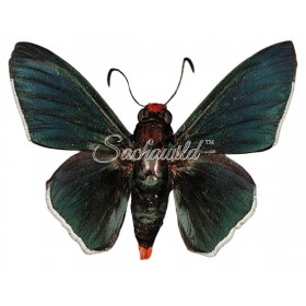 Pyrrhopyge Spp