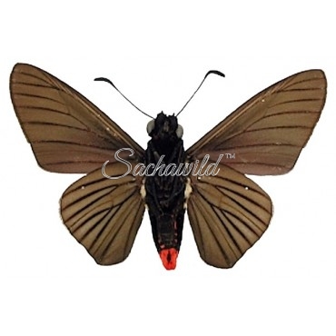 Mysarbia Sejanus Sejanus