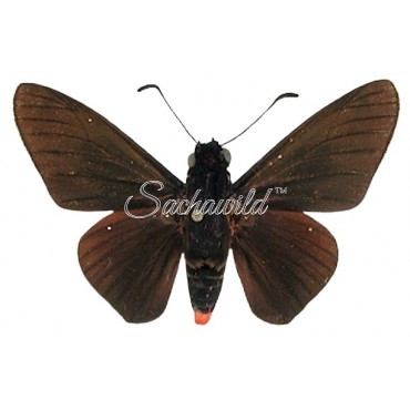 Mysarbia Sejanus Sejanus