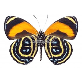 Sachawild™ insect sale e-shop offers you a great opportunity to find ...