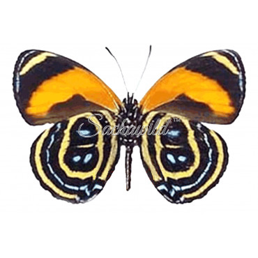 Callicore Excelsior Pastazza