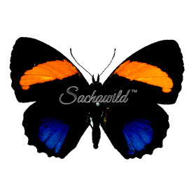 Callicore Lyca Aegina