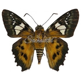 Agara Assaricus