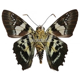 Agara Assaricus