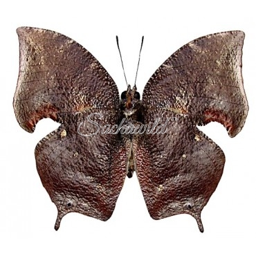 Anaea Morvus Morpheus