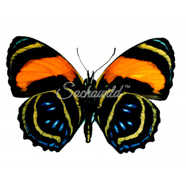 Callicore Lyca Aegina