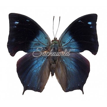 Anaea Morvus Morpheus