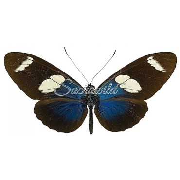 Heliconius Sara Sara
