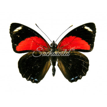 Callicore Pygas Cyllene (M)