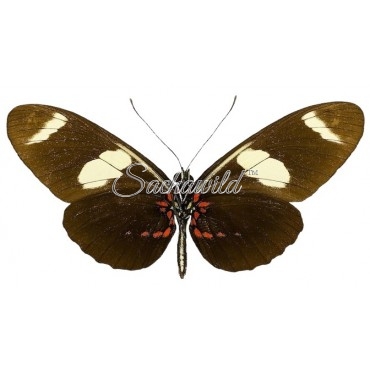 Heliconius Sara Sara