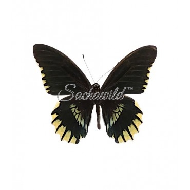 Battus Streckerianus (M)