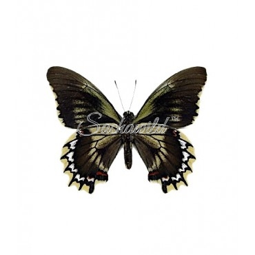 Battus Streckerianus (M)