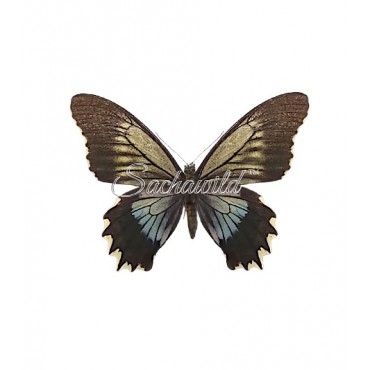 Battus Streckerianus (F)