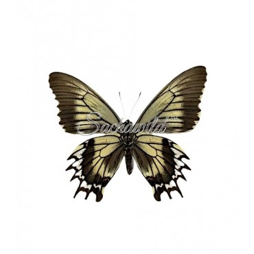 Battus Streckerianus (F)