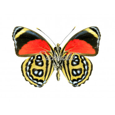 Callicore Pygas Cyllene (M)