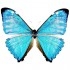 Morpho Zephyritis (M)