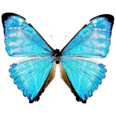 Morpho Zephyritis (M)