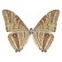 Morpho Zephyritis (M)