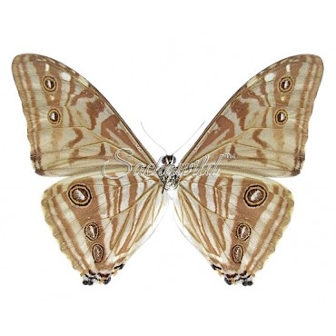 Morpho Zephyritis (M)