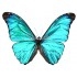 Morpho Absoloni (M)