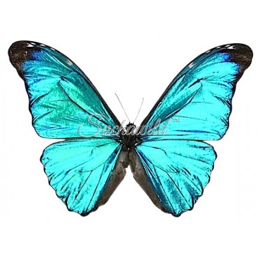 Morpho Absoloni (M)