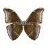 Morpho Absoloni (M)