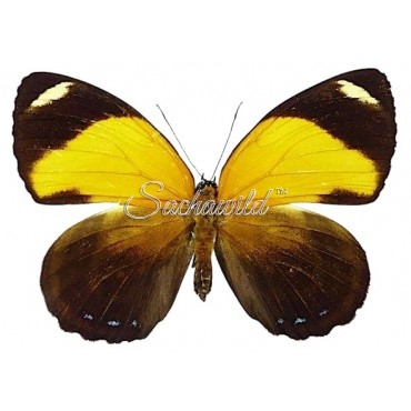 Callicore Cynosura Cynosura (F)