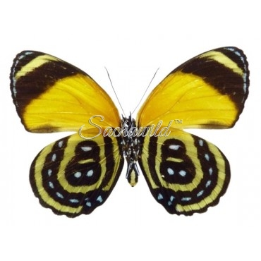 Callicore Cynosura Cynosura (F)