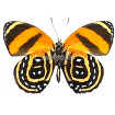 Callicore Cynosura (Pair)
