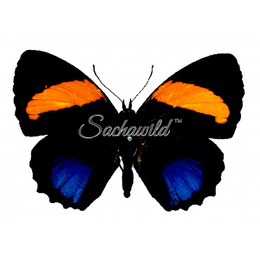 Callicore Lyca Aegina