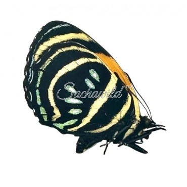 Callicore Lyca Mena (F)