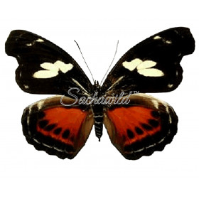 Catonephele Numilia Numilia (F)