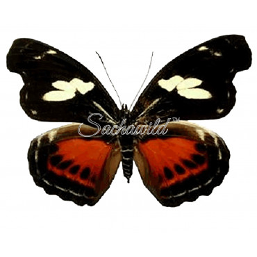 Catonephele Numilia Numilia (F)