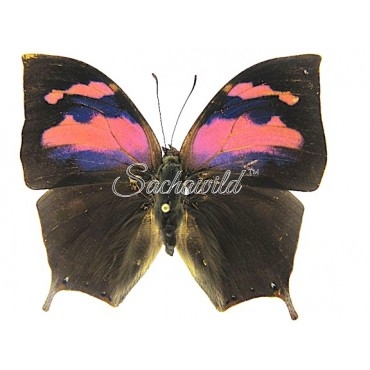 Fountainea (Anaea) Nessus