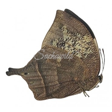 Fountainea (Anaea) Nessus (F)