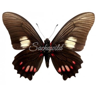 Mimoides Xeniades Signatus (M)