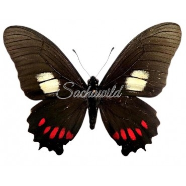 Mimoides Xeniades Signatus (M)