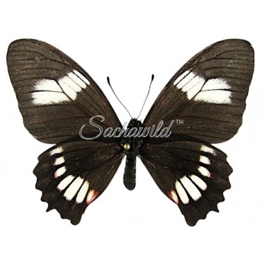 Mimoides Xeniades Signatus (F)