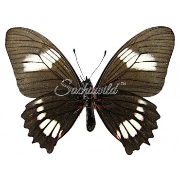 Mimoides Xeniades Signatus (F)