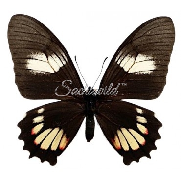 Mimoides Xeniades Imaus (F)