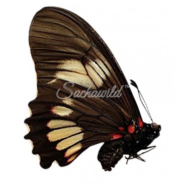 Mimoides Xeniades Imaus (F)