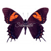 Papilio Cacicus Inca (Pair)
