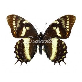 Papilio Cacicus Inca (M)