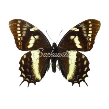Papilio Cacicus Inca (M)