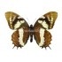 Papilio Cacicus Inca (M)