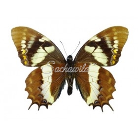 Papilio Cacicus Inca (M)