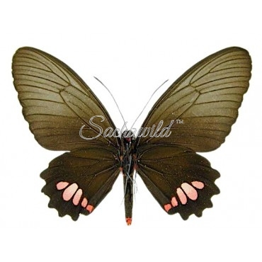 Parides Vertumnus Bogotanus (F)